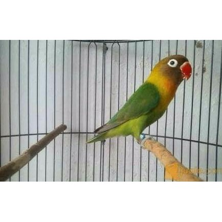 Jual Burung Love Bird Lakbet Josan Shopee Indonesia