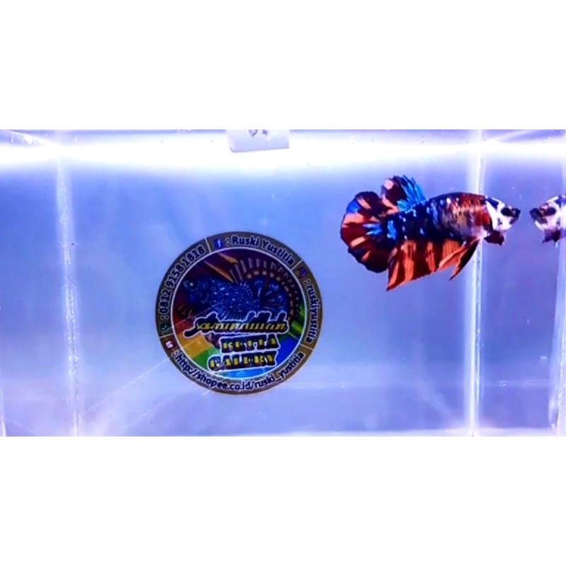 Ikan Cupang Nemo Koi Galaxy Masking