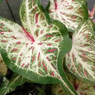 Tanaman Hias Daun Caladium Corong Keladi Corong Shopee Indonesia