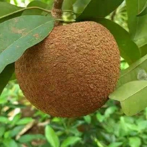 BIBIT SAWO JUMBO OKULASI