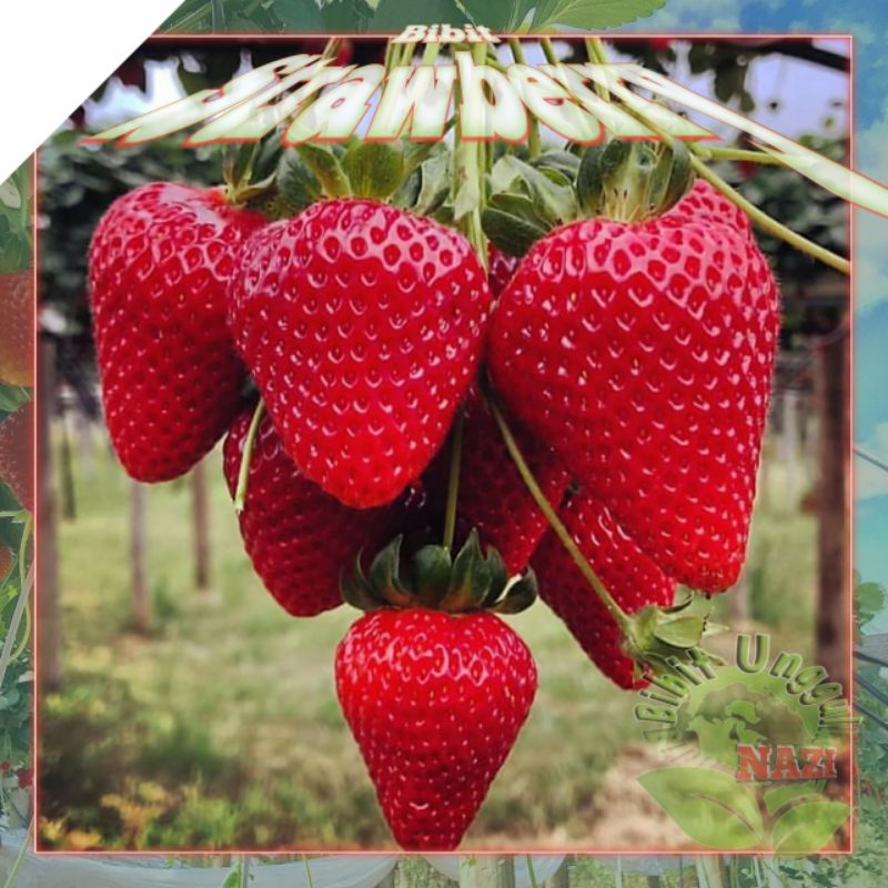 Bibit Strawberry JUMBO manis siap berbuah TABULAMPOT