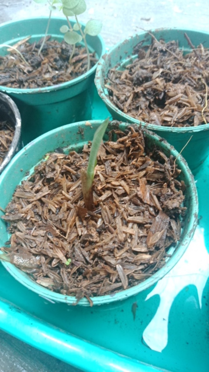 Keladi Kantong Semar Tanaman Hias