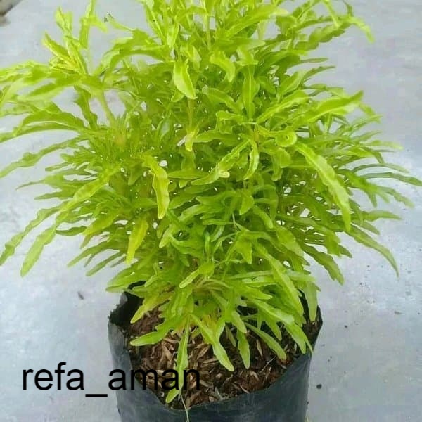 jual tanaman brokoli kuning - tanaman brokoli kuning - brokoli