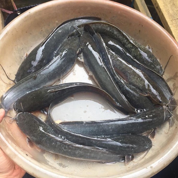 

Ikan Lele Segar 500gr 500 gr