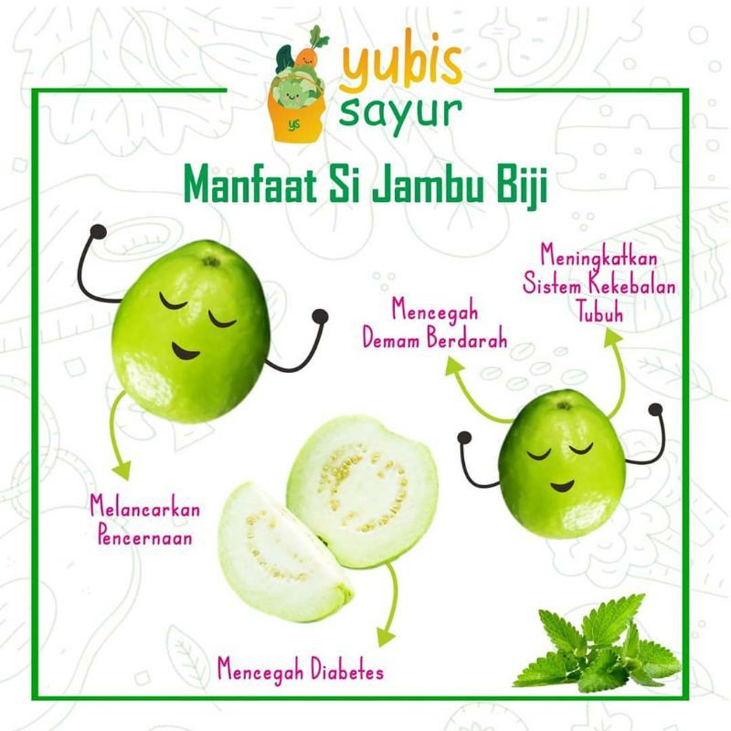 jambu kristal siap berbuah