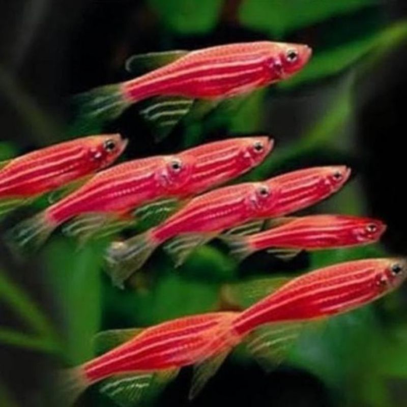 

danio zebra pink red
