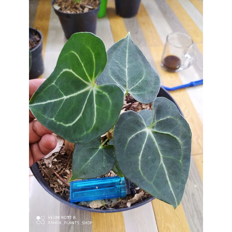anthurium clarinervium(tarantula)