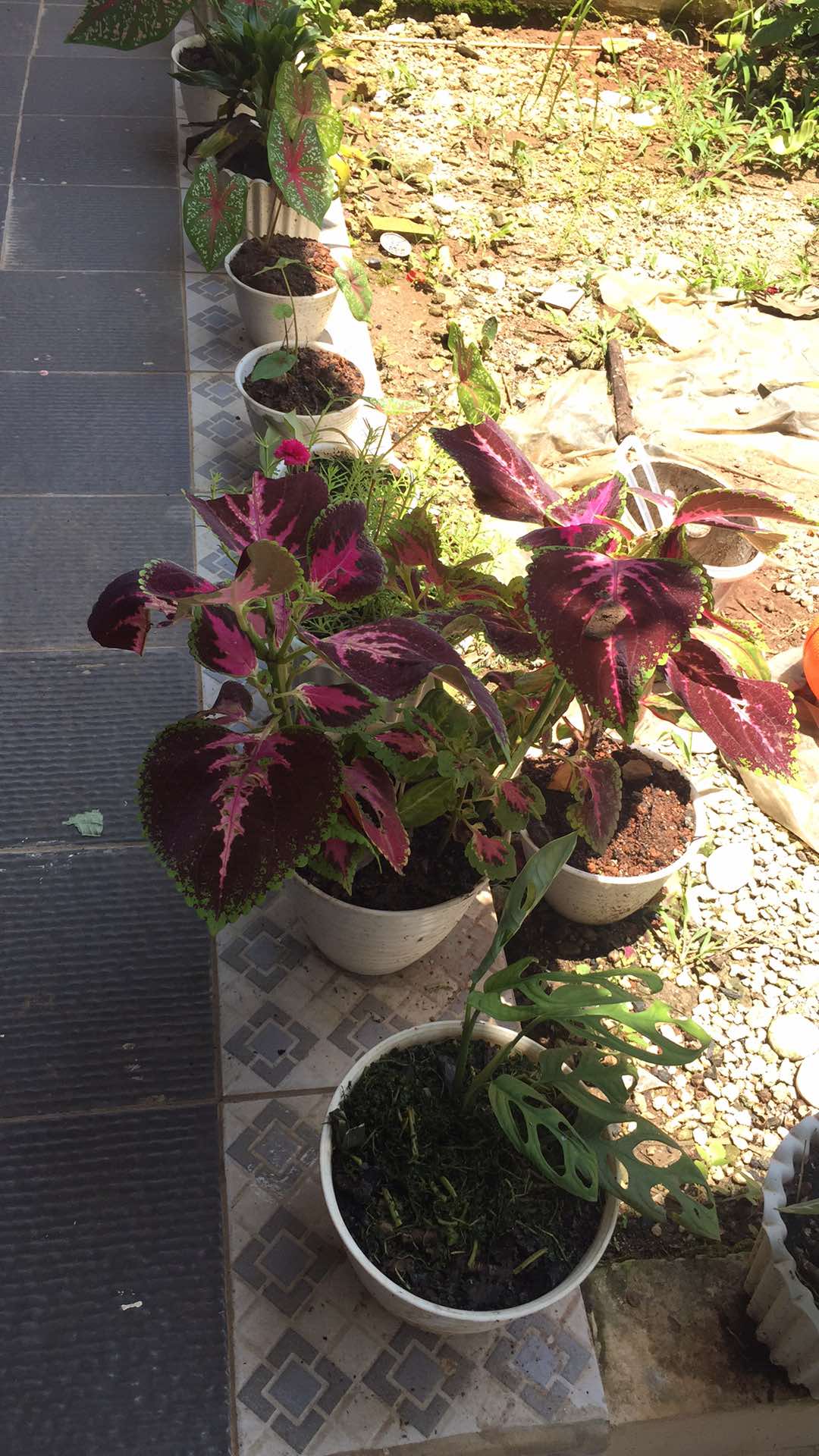 Pot Pagoda Mirip Tawon  Uk 20 (diameter +- 18 Cm) Murah!!