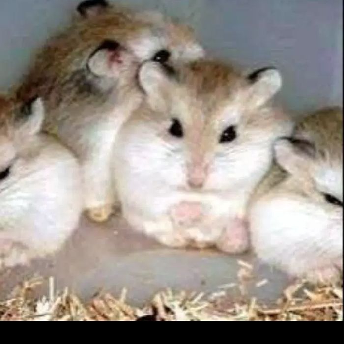 Hamster Roborovsky Surabaya