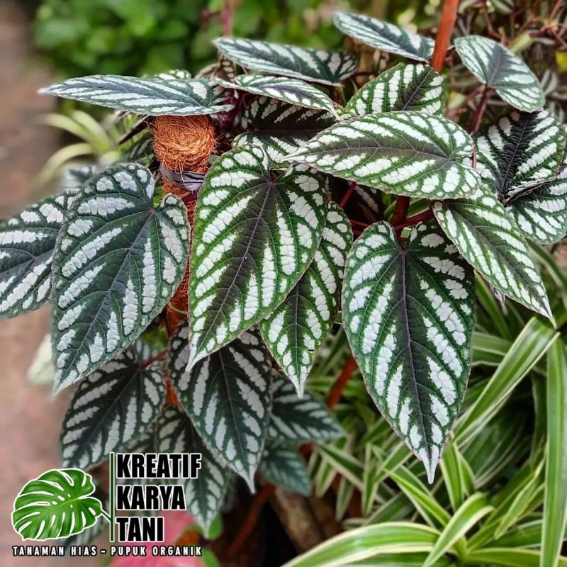 Tanaman hias sirih keraton - Sirih keraton