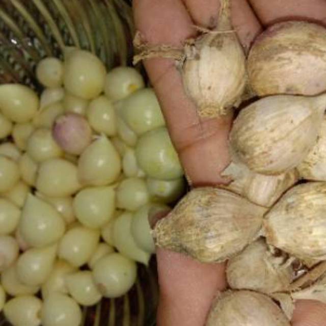

Pusat grosir dan ecer bawang putih tunggal cod bawang lanang lokal jawa bawang tunggal kejantanan