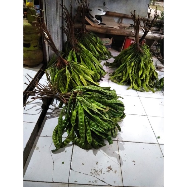 

LALAPAN PETAI MURAH