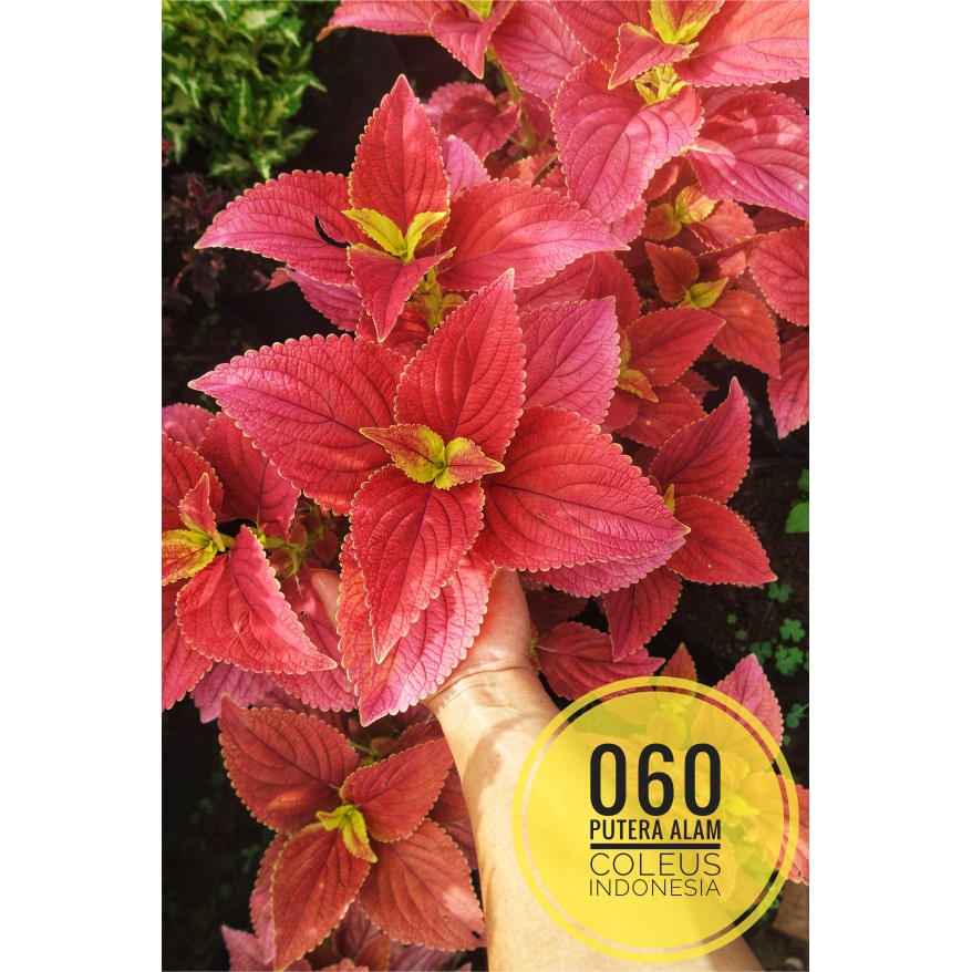 No 60 Tanaman  hias Miana  coleus iler jawer kotok Shopee 