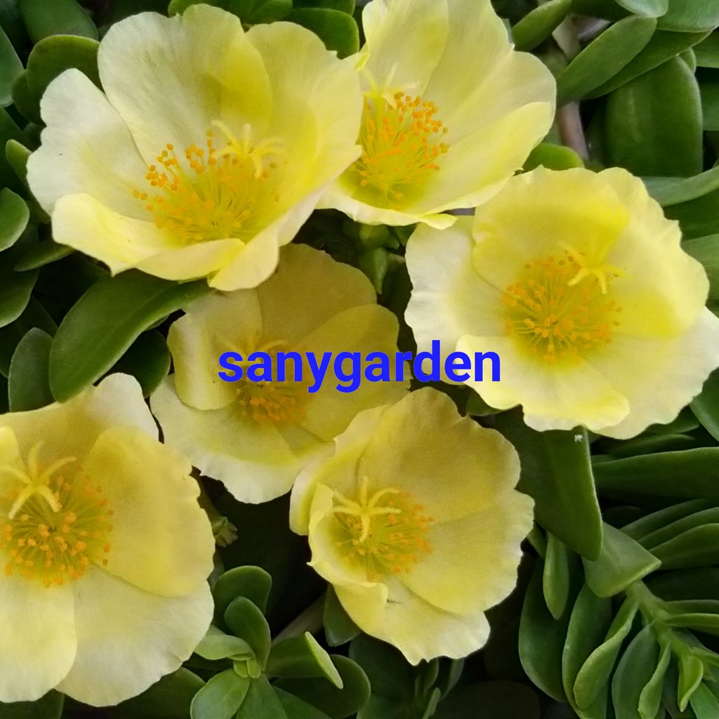 Krokot selapis import hijau epal bukan bunga marigold bukan bunga zinia