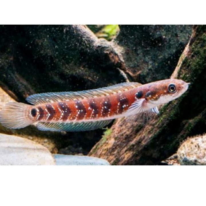 Terbaru channa asiatica rs pure 56cm red Stripe RS Pure Baby RS ,,