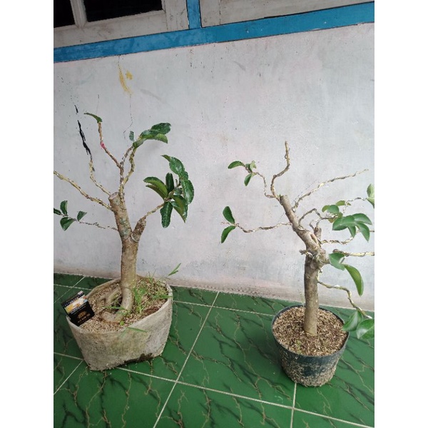 bonsai sakura bonggol besar..(realpict.).tinggal pajang..