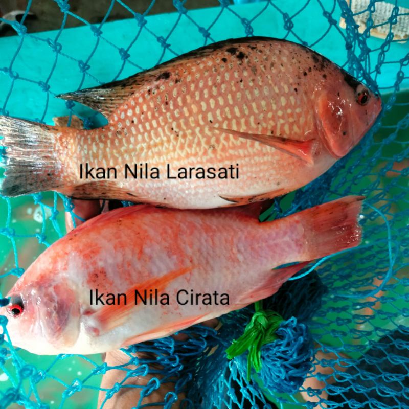 

Ikan Nila
