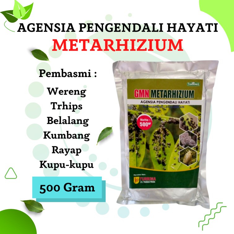 Pengendali Hayati Organik Metarhizium Untuk Atasi Hama Serangga Dan Jamur, Metarhizium Obat Hama Ula