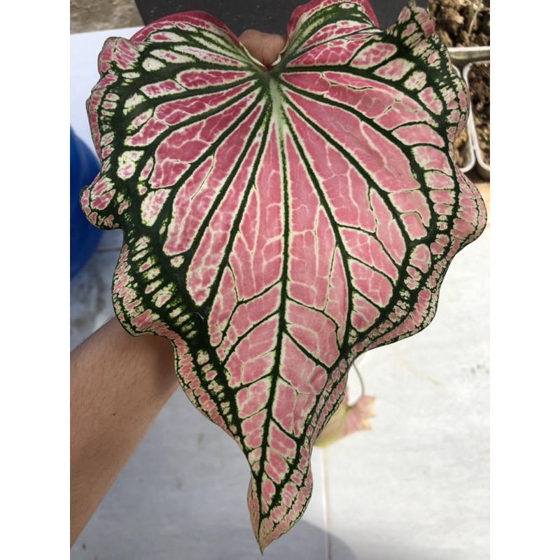 Keladi Wayang / Caladium Pink Symphony / Thai Beauty
