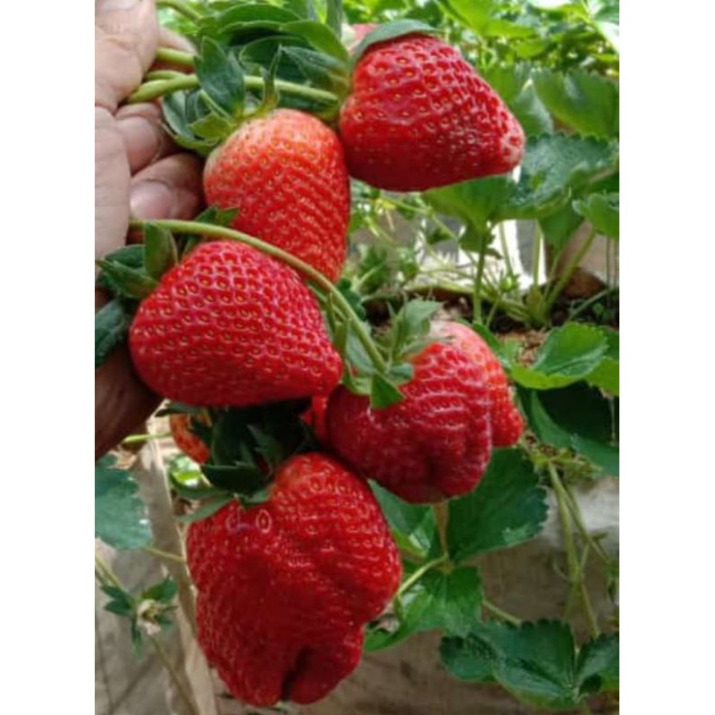 Bibit Strawberry Jumbo Premium