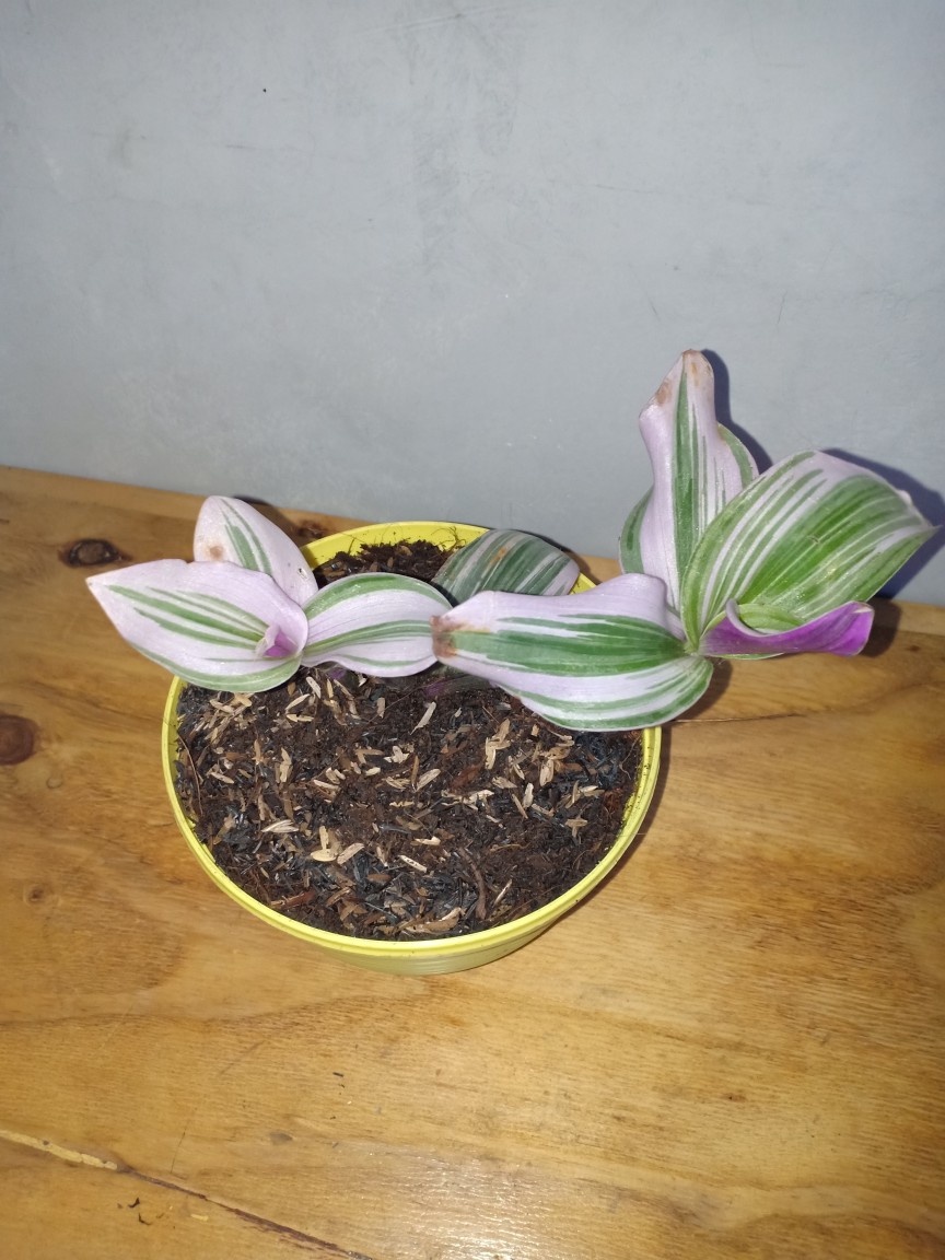 Tanaman Hias Nanouk Tradescantia
