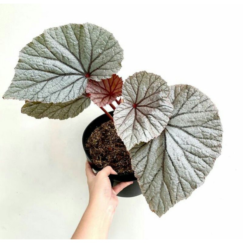 Tanaman Hias Begonia Silver Dollar