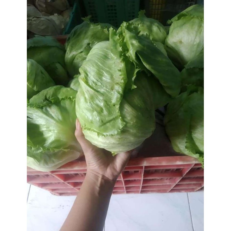 SAYURAN LETUCE 500GRAM