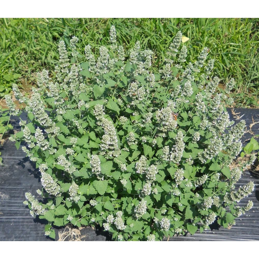 Termurah Benih / Bibit / Biji Catnip ganja kucing Herbs Nepeta cataria IMPORT Terlaris