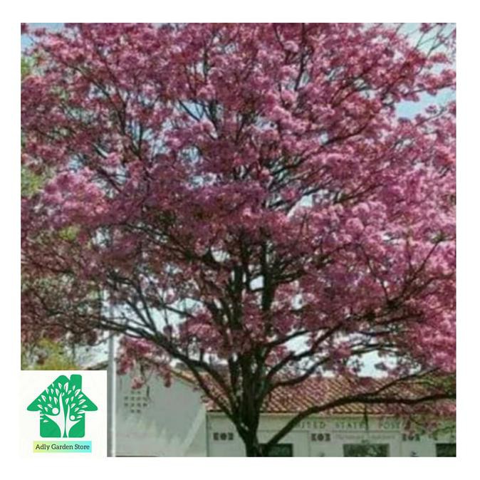 Tanaman Tabebuya Bunga Pink Tinggi 2 Meter - Tabebuya Pink
