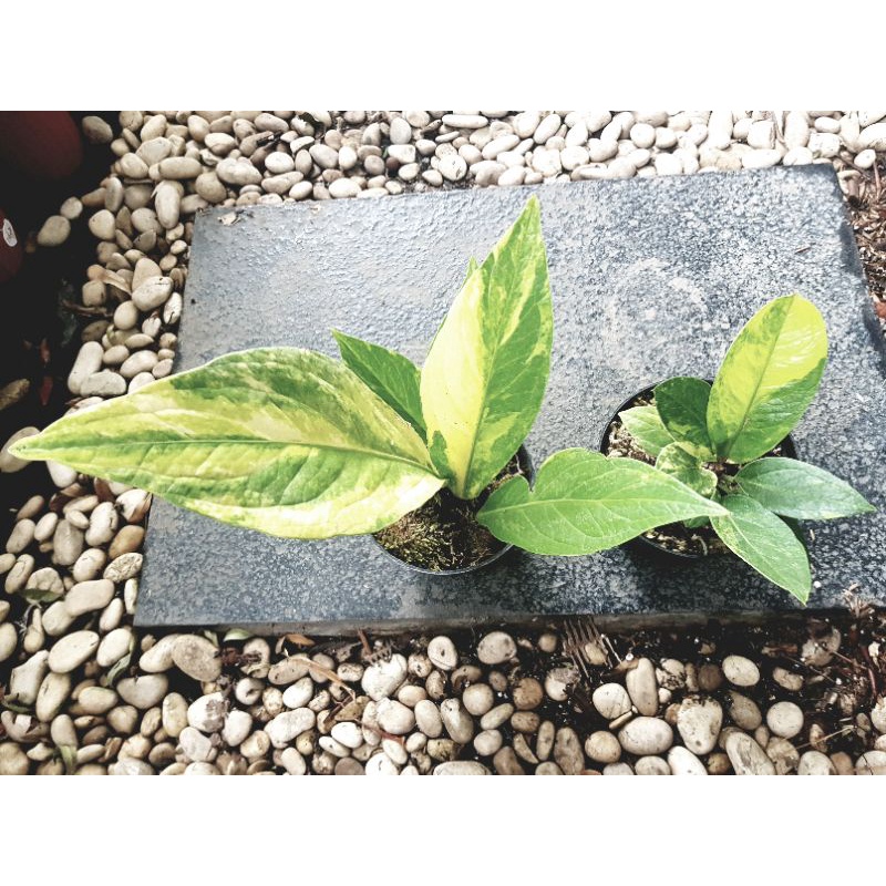 Anthurium Jemani Varigata & Jaguar Varigata