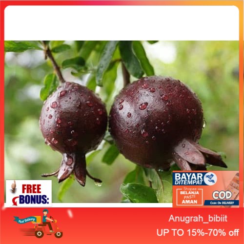Bibit pohon delima hitam / Tanaman buah delima hitam