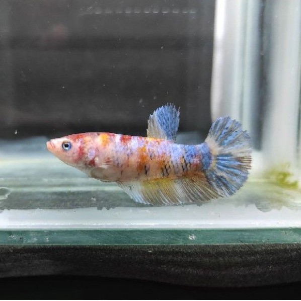 ikan cupang female giant nemo multy