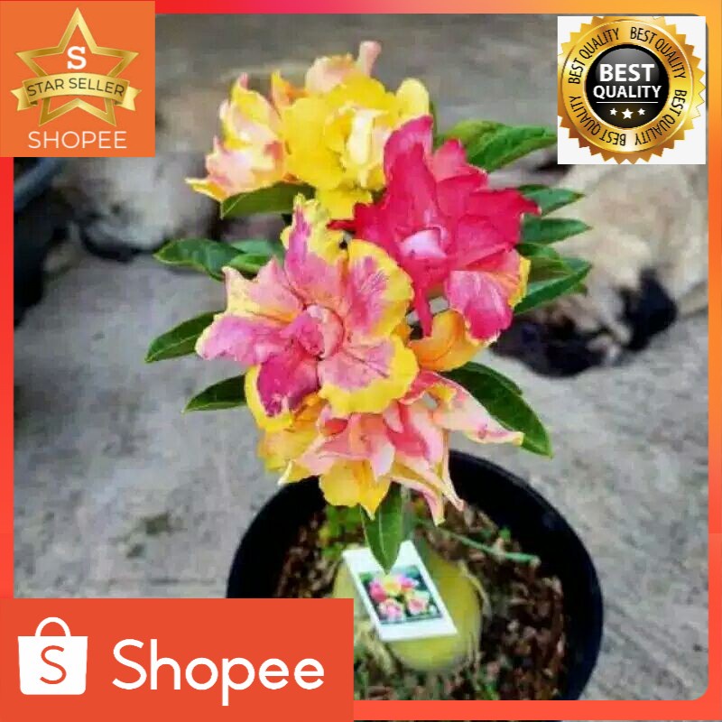 tanaman hias adenium bunga tumpuk 3 warna cantik