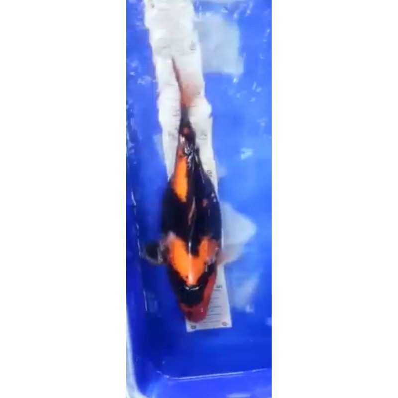 Koi Hiutsuri Blitar 30cm