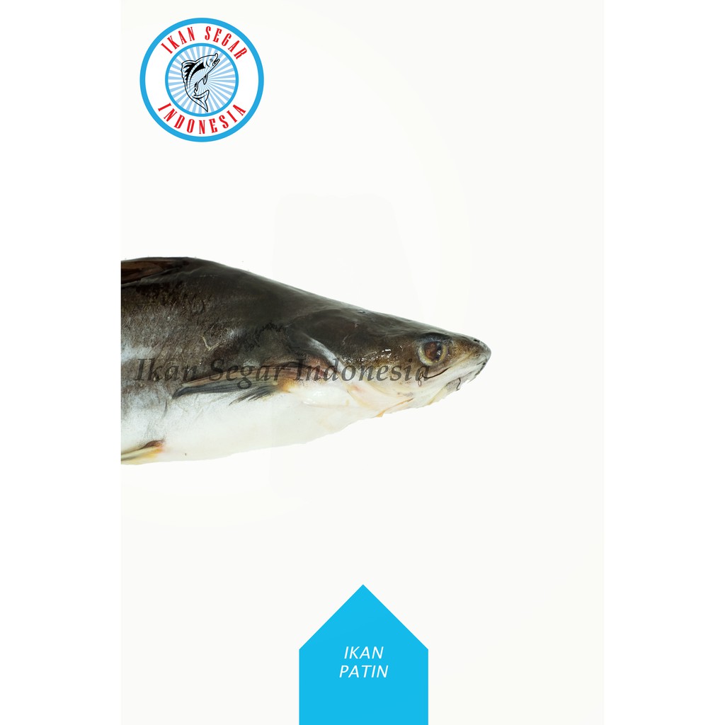 

IKAN PATIN HITAM FRESH / 2-3 ekor/ 900-1000 gr