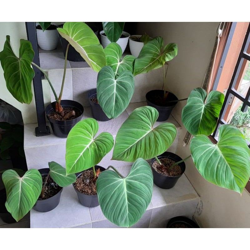Bibit tanaman philodendron gloriosum-gloriosum