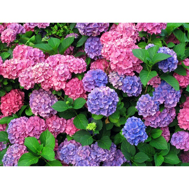 cutting Bibit Hortensia Tanaman pancawarna Tanaman Bunga Hydrangea - stek Bunga Hidrangea