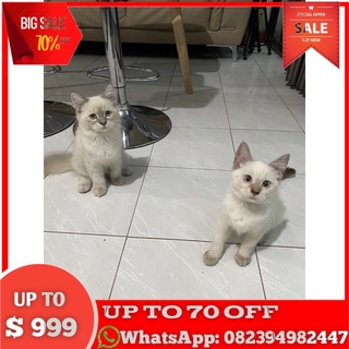 Jual Jual Anak Kucing Persia 100Rb Harga Terbaik - November 2021 