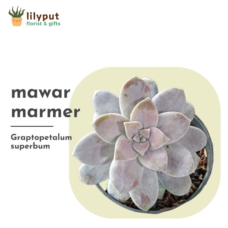 Sukulen Mawar Marmer | Graptopetalum superbum | Tanaman Hias Indoor, Souvenir, Gift Unik