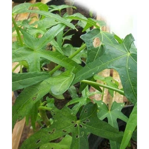 Bibit Tanaman Herbal Pohon Daun Gedi