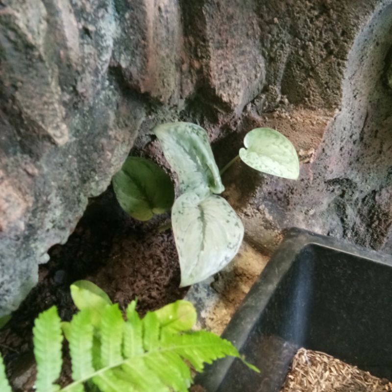 scindapsus silver splash