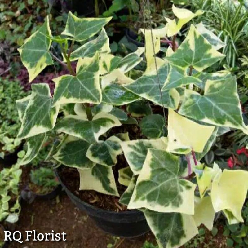 Tanaman English Ivy Variegata Tanaman Rambat Shopee Indonesia