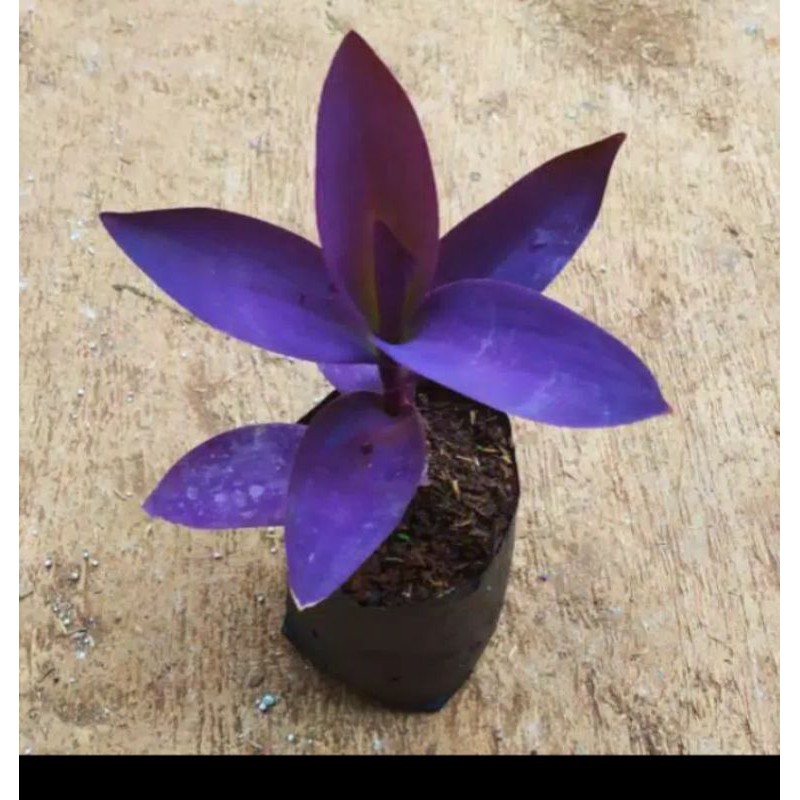 tanaman hias hidup/Adam hawa ungu/tanaman Adam hawa/Adam hawa daun ungu/tanaman daun ungu