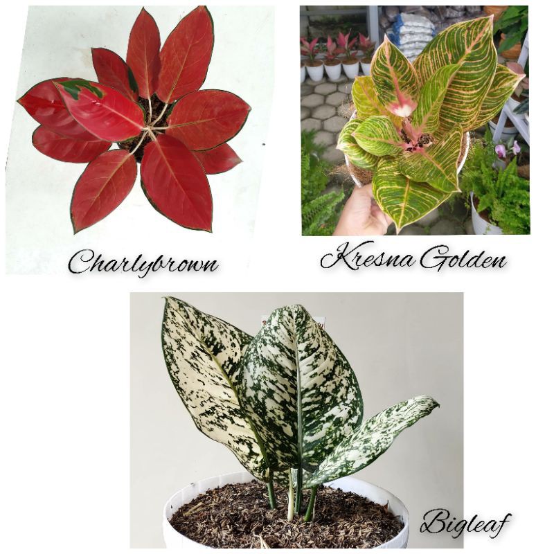 Paket 3 Bonggol Aglonema Charlie Brown - Bigleaf - Kresna Golden
