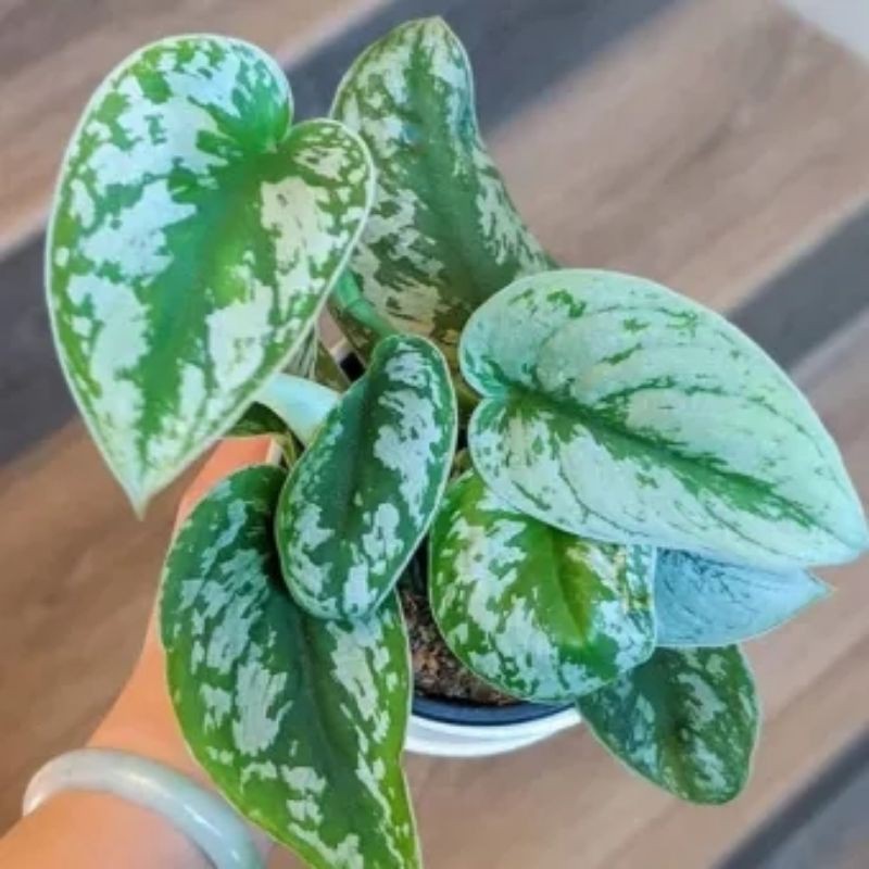 tanaman scindapsus silver