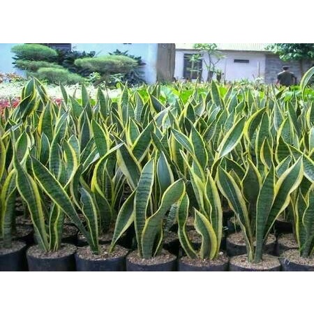 Jual Tanaman Hias Sansevieria Pohon Lidah Mertua Tanaman Pembersih