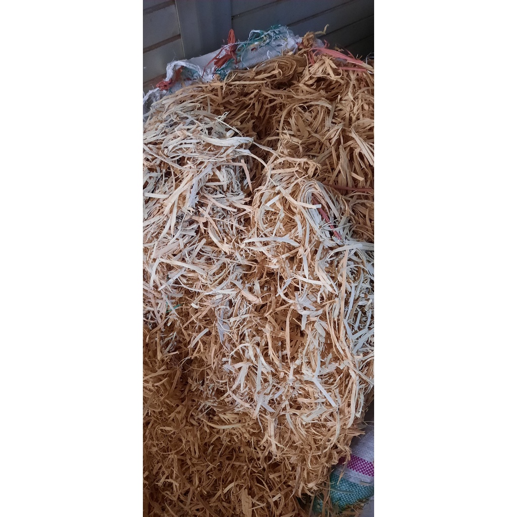 

Widoro Laut / Bidara Laut / Doro Laut / Kayu Ular Asli original