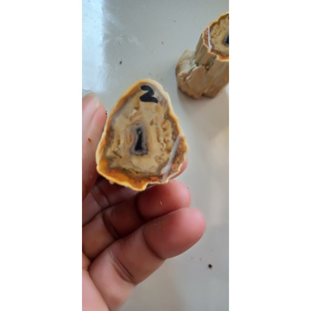 Bahan Fosil Kelor Kuning Motif Combong 1