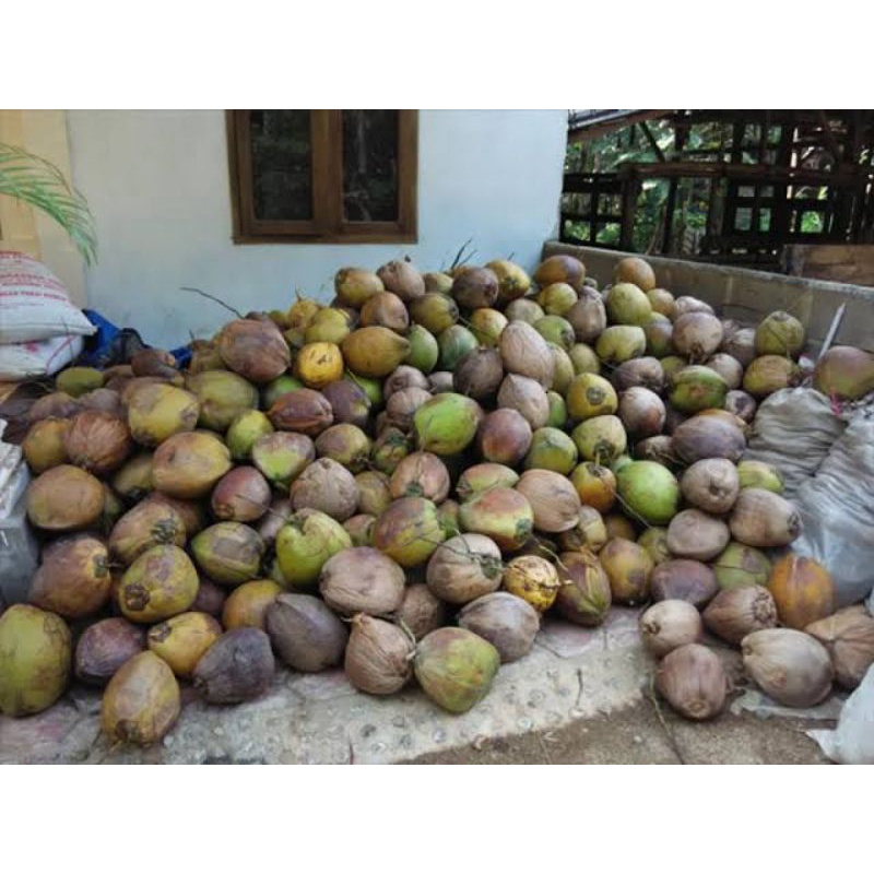 

kelapa tua belum kupas satuan
