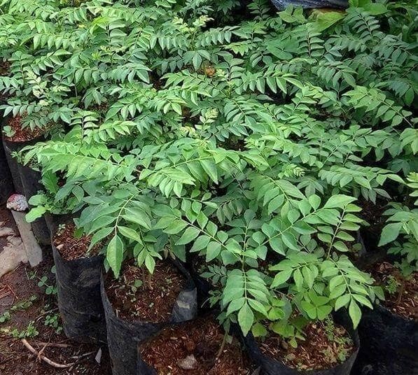 Paket 5 bibit salam koja / pohon salam koja